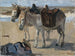 Twee ezels - Isaac Israëls — weergave van het kunstwerk