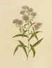 Aster with Long Leaves - Isaac Sprague — artwork view