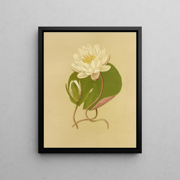 Isaac Sprague - Water Lily.webp