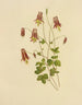 Wild Columbine Painting - Isaac Sprague — artwork view