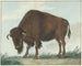 Bison - Isaac van Haastert — weergave van het kunstwerk