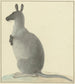 Kangaroo - Isaac van Haastert — weergave van het kunstwerk