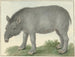 Tapir - Isaac van Haastert — weergave van het kunstwerk