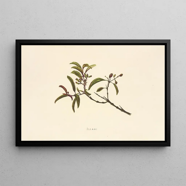 Iliahi - Isabella McHutcheson Sinclair — framed artwork on a wall