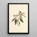 Kauila - Isabella McHutcheson Sinclair — framed artwork on a wall