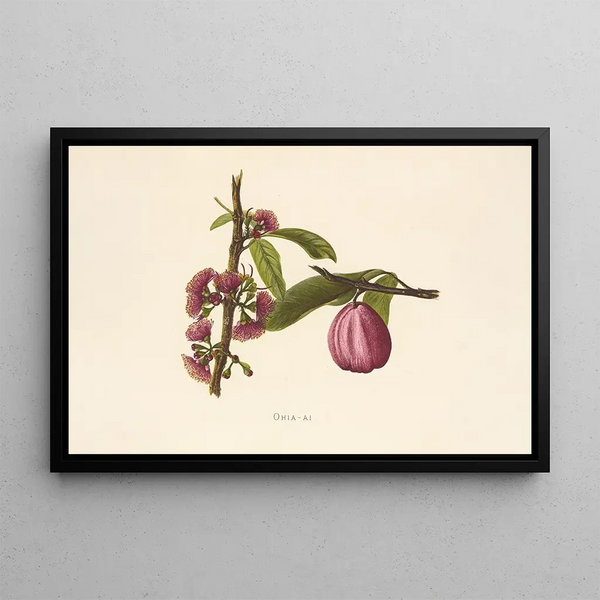 Ohia Ai - Isabella McHutcheson Sinclair — framed artwork on a wall