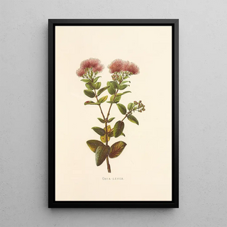 Isabella McHutcheson Sinclair - OhiaLehua.webp