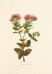 OhiaLehua - Isabella McHutcheson Sinclair — weergave van het kunstwerk