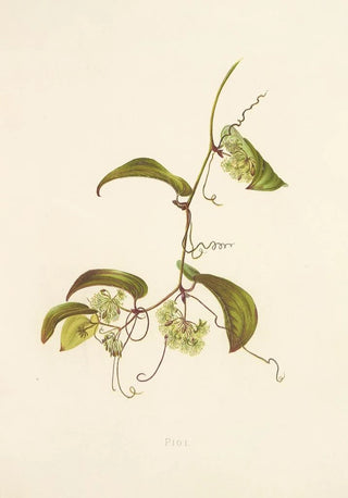 Isabella McHutcheson Sinclair - Pioi.webp