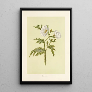 Isabella McHutcheson Sinclair - Puakala.webp