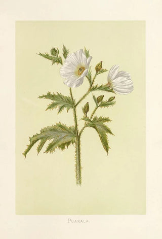 Isabella McHutcheson Sinclair - Puakala.webp