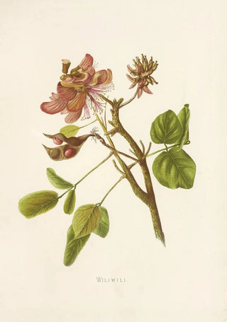 Isabella McHutcheson Sinclair - Wiliwili.webp