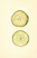 Malus domestica - John F. Brewer — weergave van het kunstwerk