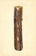 Pyrus communis Kieffer - John F. Brewer — weergave van het kunstwerk