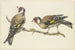 Twee goudvinken - J H van Loon — weergave van het kunstwerk