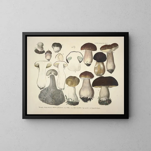 Faithful representations and descriptions of edible, harmful, and suspicious mushrooms Pl31 - J V Krombholz — framed artwork on a wall