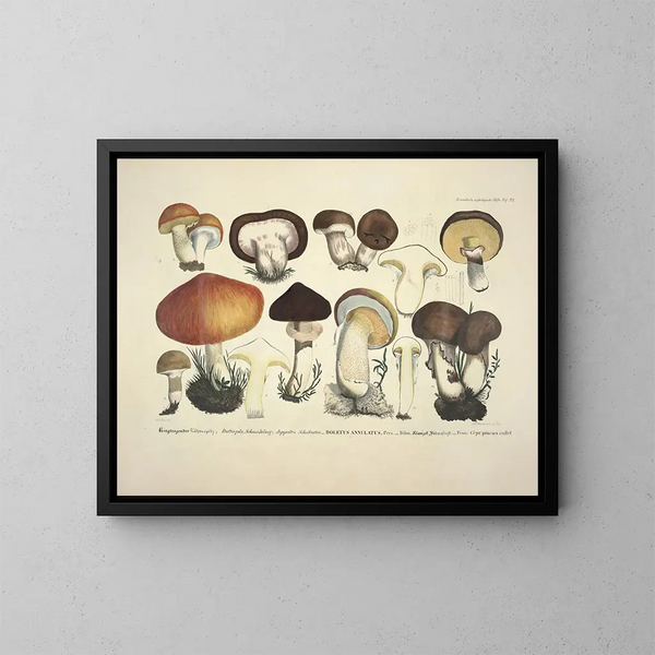 Faithful representations and descriptions of edible, harmful, and suspicious mushrooms Pl33 - J V Krombholz — framed artwork on a wall