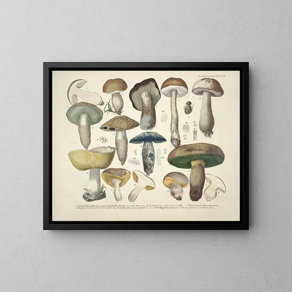 Faithful representations and descriptions of edible, harmful, and suspicious mushrooms Pl35 - J V Krombholz — framed artwork on a wall