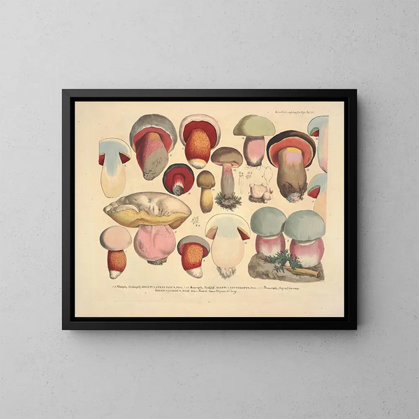 Faithful representations and descriptions of edible, harmful, and suspicious mushrooms Pl38 - J V Krombholz — framed artwork on a wall