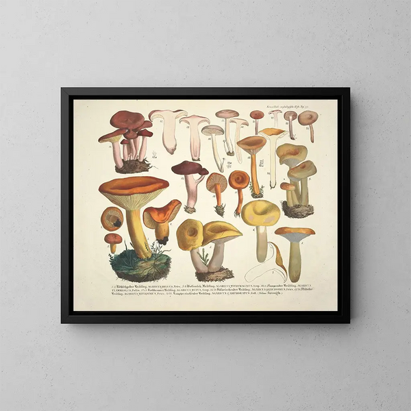 Faithful representations and descriptions of edible, harmful, and suspicious mushrooms Pl39 - J V Krombholz — framed artwork on a wall