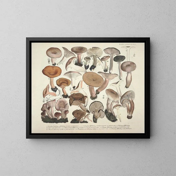 Faithful representations and descriptions of edible, harmful, and suspicious mushrooms Pl40 - J V Krombholz — framed artwork on a wall