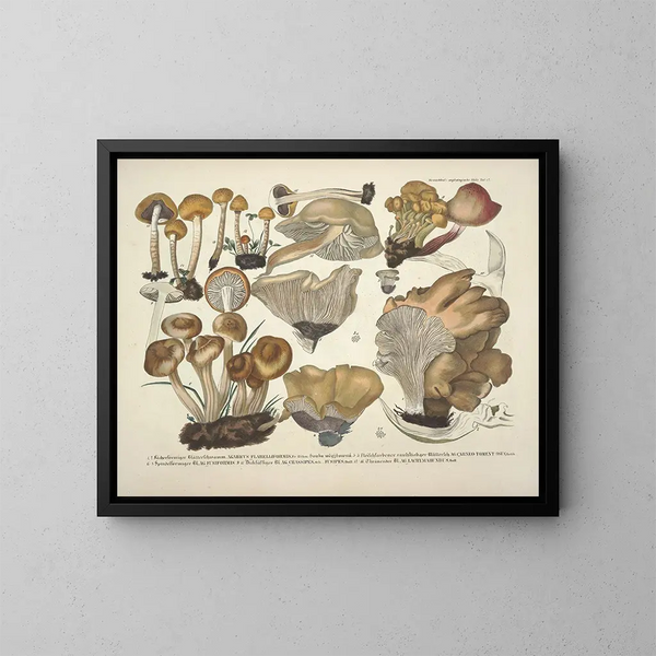 Faithful representations and descriptions of edible, harmful, and suspicious mushrooms Pl42 - J V Krombholz — framed artwork on a wall