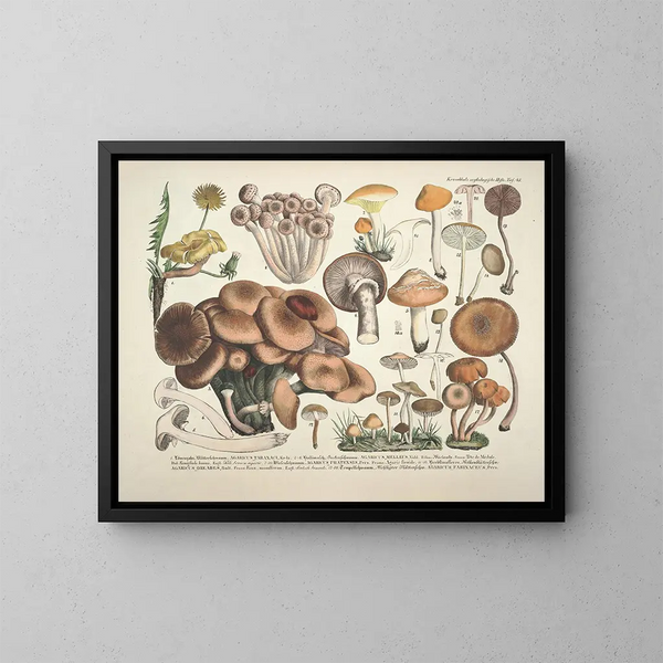 Faithful representations and descriptions of edible, harmful, and suspicious mushrooms Pl43 - J V Krombholz — framed artwork on a wall