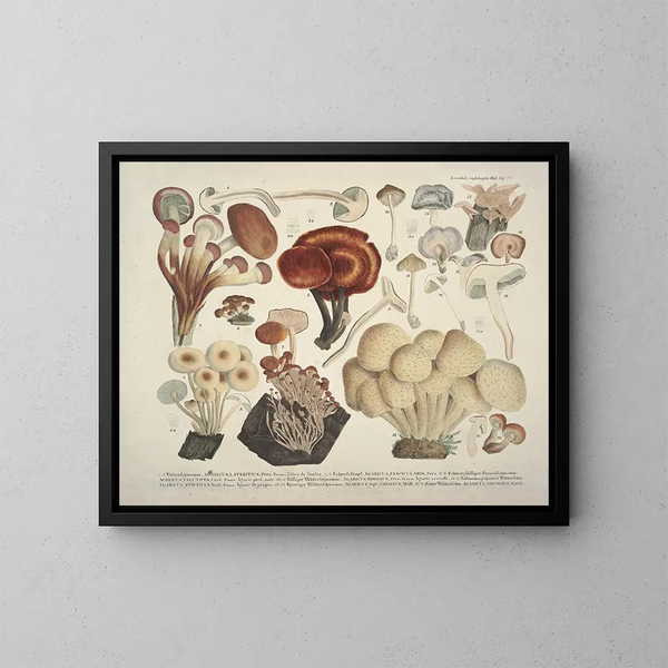 Faithful representations and descriptions of edible, harmful, and suspicious mushrooms Pl44 - J V Krombholz — framed artwork on a wall