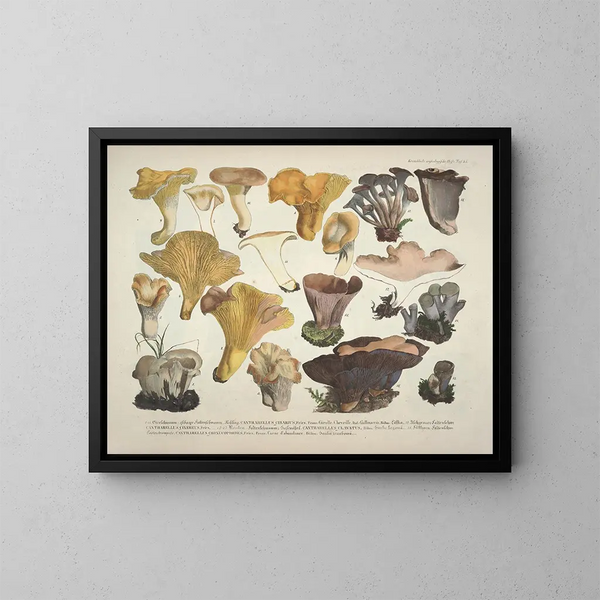 Faithful representations and descriptions of edible, harmful, and suspicious mushrooms Pl45 - J V Krombholz — framed artwork on a wall