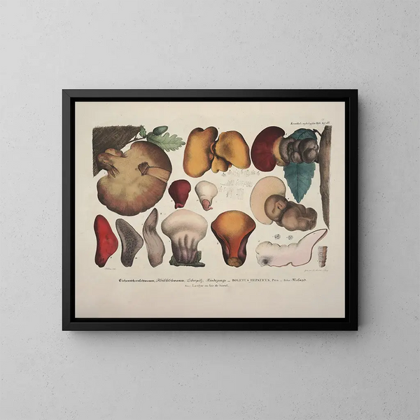 Faithful representations and descriptions of edible, harmful, and suspicious mushrooms Pl47 - J V Krombholz — framed artwork on a wall