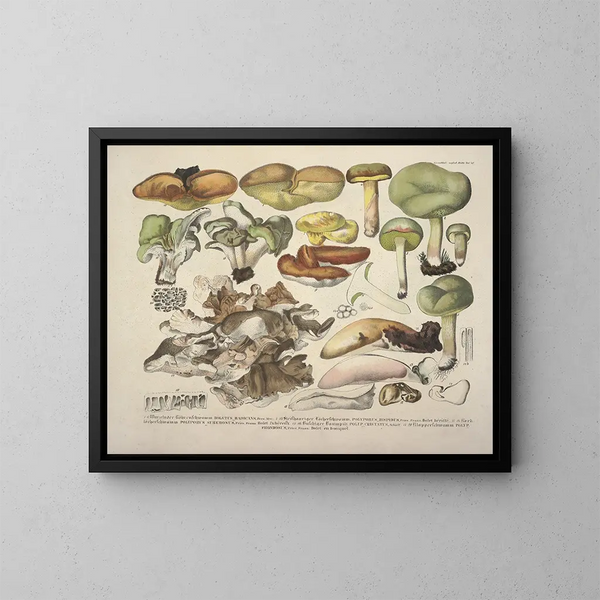 Faithful representations and descriptions of edible, harmful, and suspicious mushrooms Pl48 - J V Krombholz — framed artwork on a wall