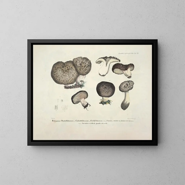 Faithful representations and descriptions of edible, harmful, and suspicious mushrooms Pl49 - J V Krombholz — framed artwork on a wall