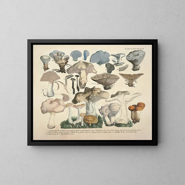 Faithful representations and descriptions of edible, harmful, and suspicious mushrooms Pl50 - J V Krombholz — framed artwork on a wall