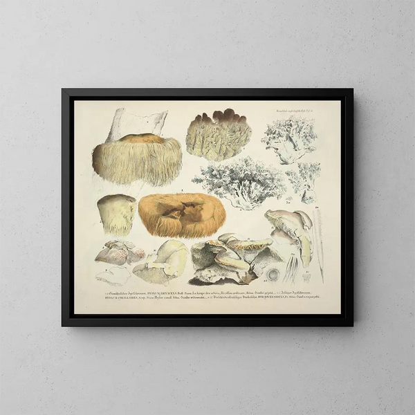 Faithful representations and descriptions of edible, harmful, and suspicious mushrooms Pl51 - J V Krombholz — framed artwork on a wall