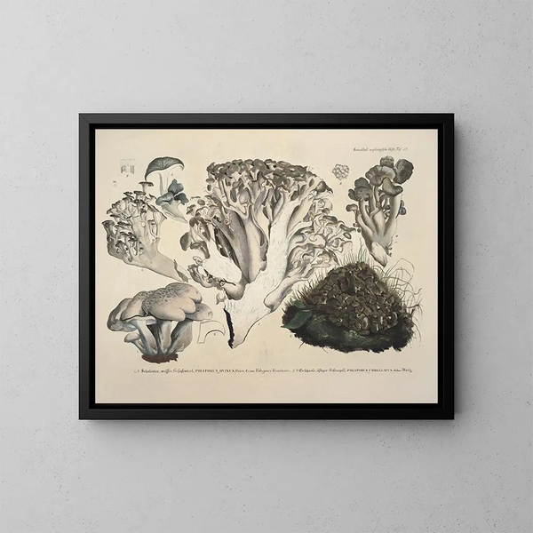 Faithful representations and descriptions of edible, harmful, and suspicious mushrooms Pl52 - J V Krombholz — framed artwork on a wall