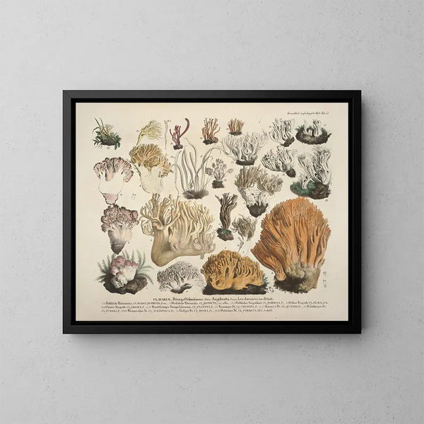 Faithful representations and descriptions of edible, harmful, and suspicious mushrooms Pl53 - J V Krombholz — framed artwork on a wall