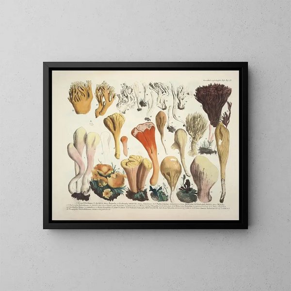 Faithful representations and descriptions of edible, harmful, and suspicious mushrooms Pl54 - J V Krombholz — framed artwork on a wall