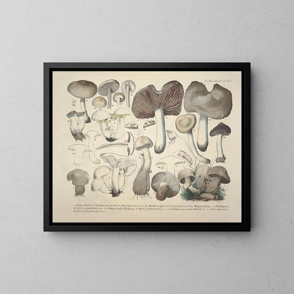 Faithful representations and descriptions of edible, harmful, and suspicious mushrooms Pl55 - J V Krombholz — framed artwork on a wall