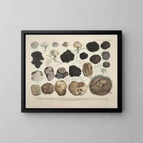 Faithful representations and descriptions of edible, harmful, and suspicious mushrooms Pl59 - J V Krombholz — framed artwork on a wall