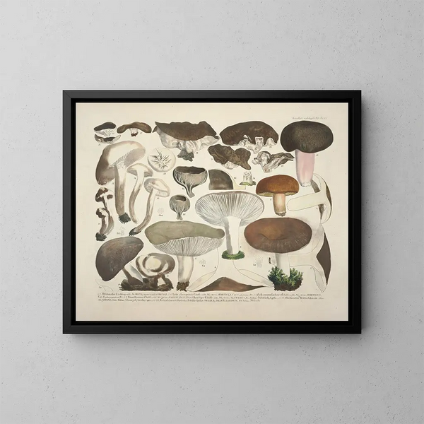 Faithful representations and descriptions of edible, harmful, and suspicious mushrooms Pl61 - J V Krombholz — framed artwork on a wall