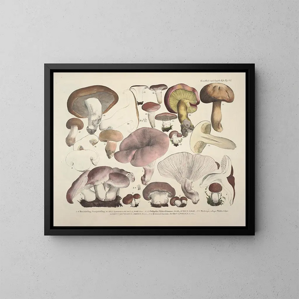 Faithful representations and descriptions of edible, harmful, and suspicious mushrooms Pl63 - J V Krombholz — framed artwork on a wall