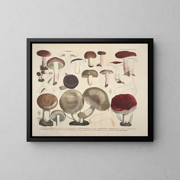 Faithful representations and descriptions of edible, harmful, and suspicious mushrooms Pl64 - J V Krombholz — framed artwork on a wall