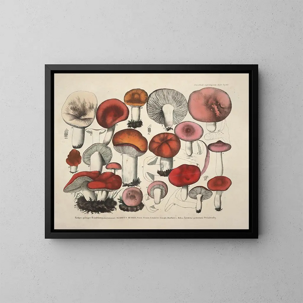 Faithful representations and descriptions of edible, harmful, and suspicious mushrooms Pl65 - J V Krombholz — framed artwork on a wall