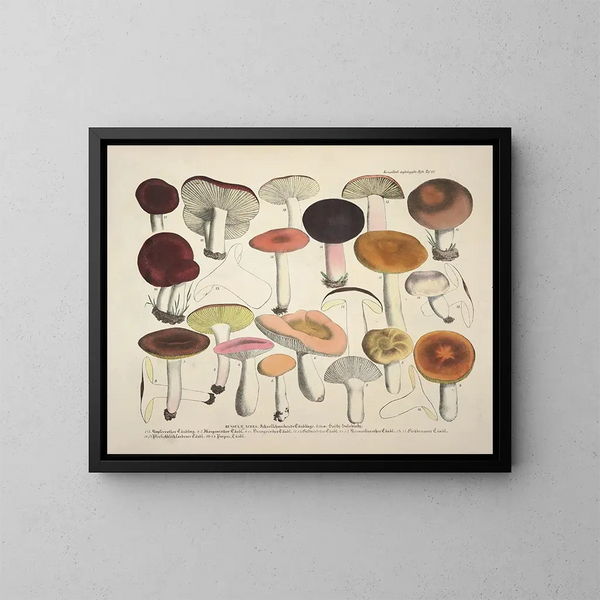 Faithful representations and descriptions of edible, harmful, and suspicious mushrooms Pl66 - J V Krombholz — framed artwork on a wall