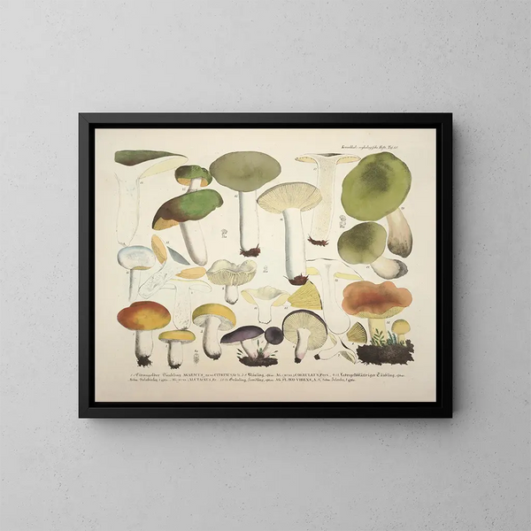 Faithful representations and descriptions of edible, harmful, and suspicious mushrooms Pl68 - J V Krombholz — framed artwork on a wall