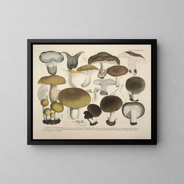 Accurate representations and descriptions of edible, harmful, and suspicious mushrooms Painting Pl70 - J V Krombholz — framed artwork on a wall