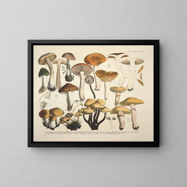 Faithful representations and descriptions of edible, harmful, and suspicious mushrooms Pl73 - J V Krombholz — framed artwork on a wall