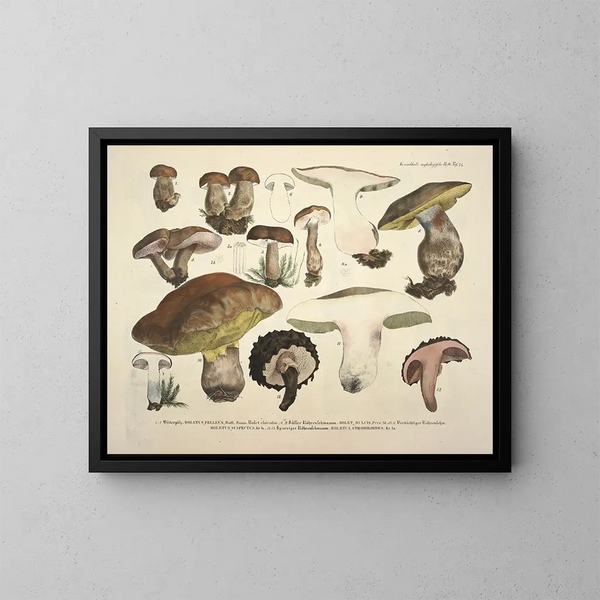 Faithful representations and descriptions of edible, harmful, and suspicious mushrooms Pl74 - J V Krombholz — framed artwork on a wall