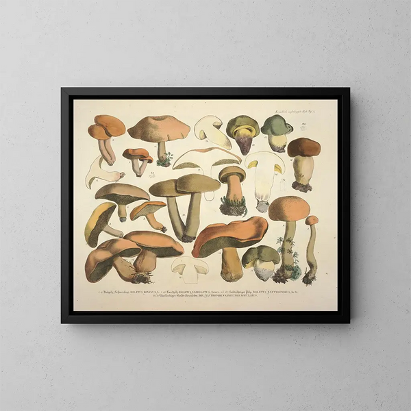 Faithful representations and descriptions of edible, harmful, and suspicious mushrooms Pl75 - J V Krombholz — framed artwork on a wall