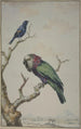 Un Perroquet à éventail rouge Deroptyus accipitrinus et un Carouge à épaulettes fauves Agelaius humeralis - Jabes Heenck — weergave van het kunstwerk